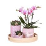 Geschenkset Bunter Optimismus | Pflanzenset mit Rosa Phalaenopsis Orchidee und Sukkulenten inkl. Keramischen Ziertöpfen