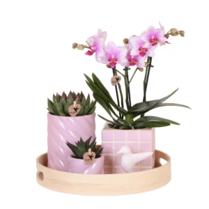 Geschenkset Bunter Optimismus | Pflanzenset mit Rosa Phalaenopsis Orchidee und Sukkulenten inkl. Keramischen Ziertöpfen