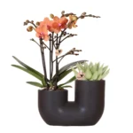 Set aus oranger Bolzano-Orchidee & Sukkulente im schwarzen dekorativen Röhrentopf - Topfgröße Ø9cm