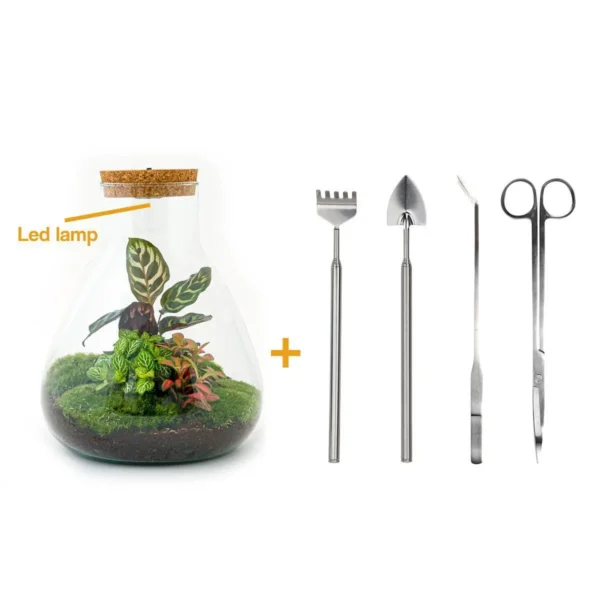 Flaschengarten - Sam Calathea mit Lampe - H 30 cm - Rake + Shovel + Tweezer + Scissors