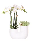 Set aus weißer Amabilis-Orchidee und Sukkulente in weißem Tube-Dekotopf - Topfgröße Ø9cm