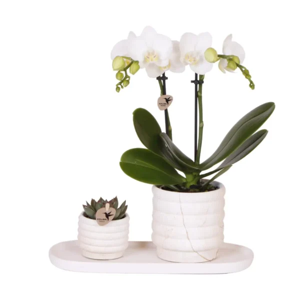 Pflanzenset Slow Living Small | Weiße Phalaenopsis Orchidee Lausanne & Sukkulente inkl. Keramik-Zierpflanztöpfe auf weißem organischen Tablett