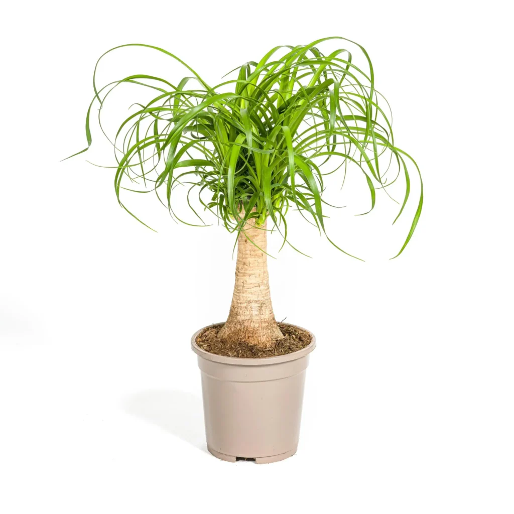Elefantenfuß Beaucarnea Recurvata Stamm Ø17cm - ↨40 - 60cm 15 Elefantenfuß Beaucarnea Recurvata Stamm Ø17cm - H40 - 60cm
