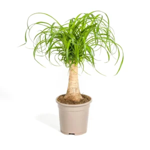 Elefantenfuß Beaucarnea Recurvata Stamm Ø17cm - ↨40 - 60cm