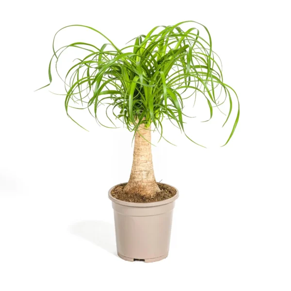 Elefantenfuß Beaucarnea Recurvata Stamm Ø17cm - H40 - 60cm