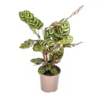 Calathea Makoyana Ø17cm - ↨40 - 50cm