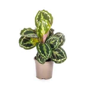 Calathea Medallion Ø17cm - ↨40 - 50cm