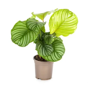 Calathea Orbifolia Ø17cm - ↨40 - 50cm