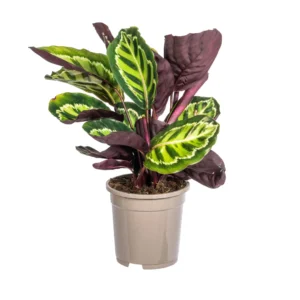 Calathea Roseopicta Ø17cm - ↨40 - 50cm