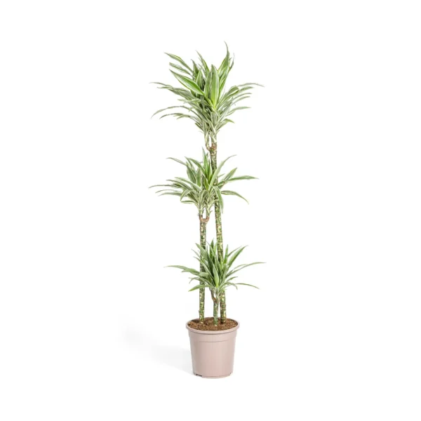 Drachenbaum Dracaena Deremensis White Stripe Ø24cm - H130 - 150cm