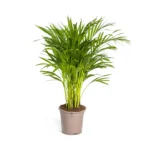 Goldfruchtpalme Dypsis Areca Lutescens Ø19cm - ↨80 - 100cm