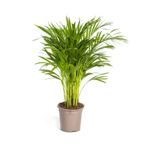Goldfruchtpalme Dypsis Areca Lutescens Ø19cm - ↨80 - 100cm