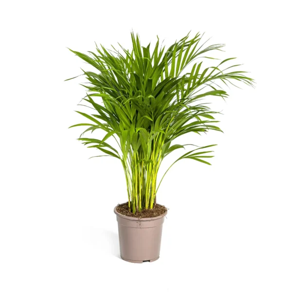 Goldfruchtpalme Dypsis Areca Lutescens Ø19cm - H80 - 100cm