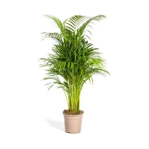 Goldfruchtpalme Dypsis Areca Lutescens Ø21cm - ↨100 - 120cm
