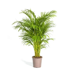 Goldfruchtpalme Dypsis Areca Lutescens Ø24cm - ↨120 - 140cm