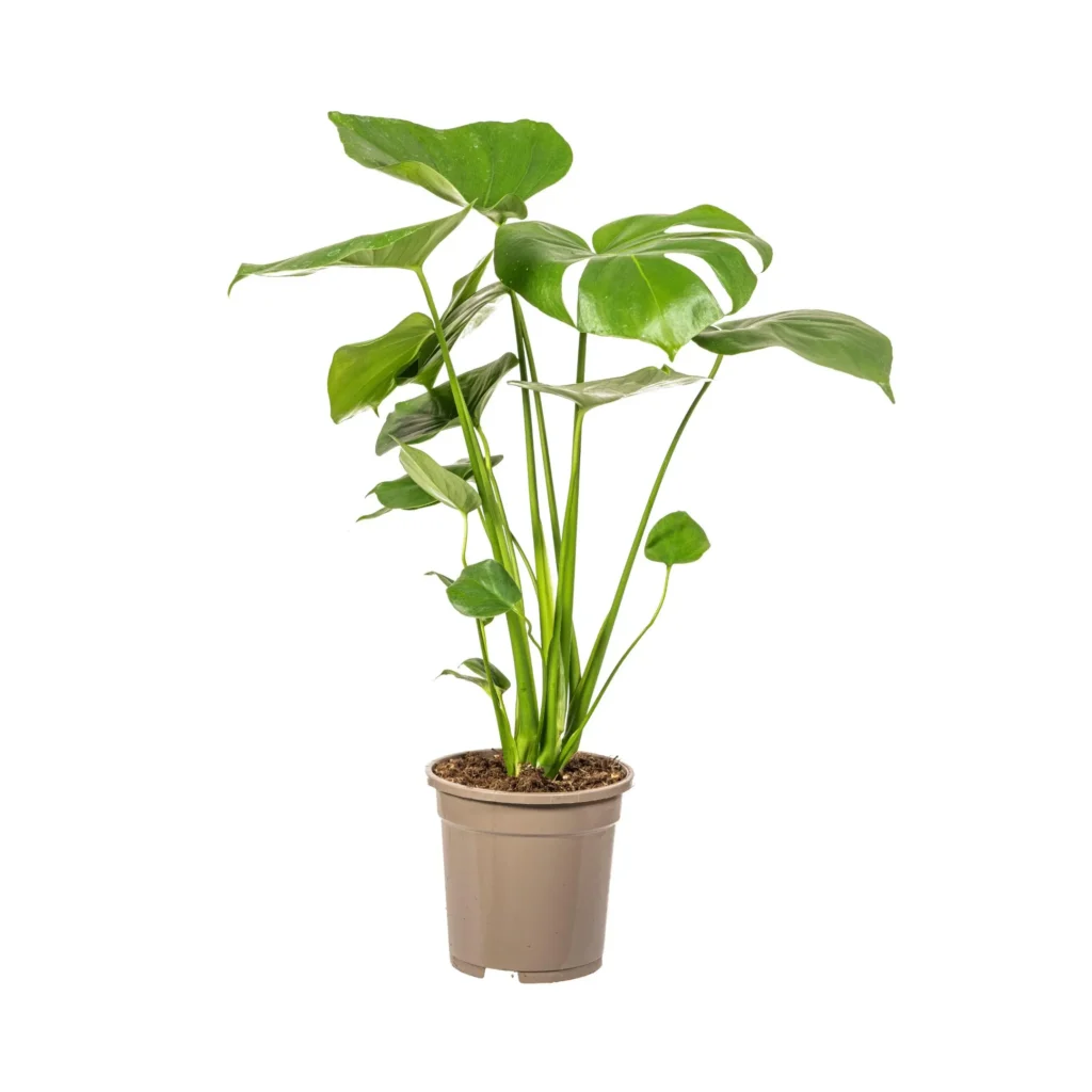Fensterblatt Monstera Deliciosa Tauerii Ø17cm - H50 - 70cm