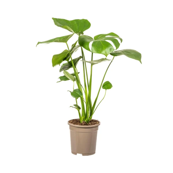 Fensterblatt Monstera Deliciosa Tauerii Ø17cm - H50 - 70cm