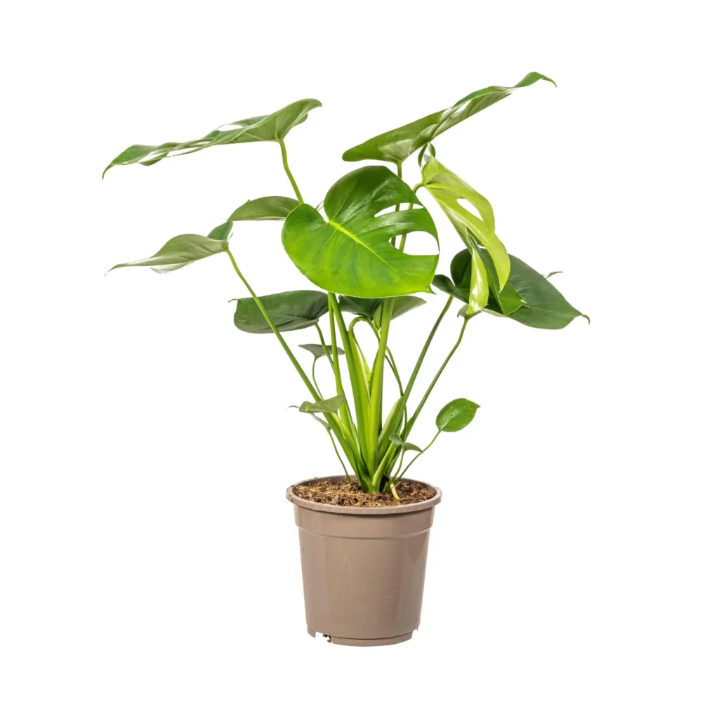 Fensterblatt Monstera Deliciosa Tauerii Ø19cm - H70 - 90cm