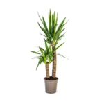 Yucca Elephantipes Ø19cm - ↨70 - 90cm