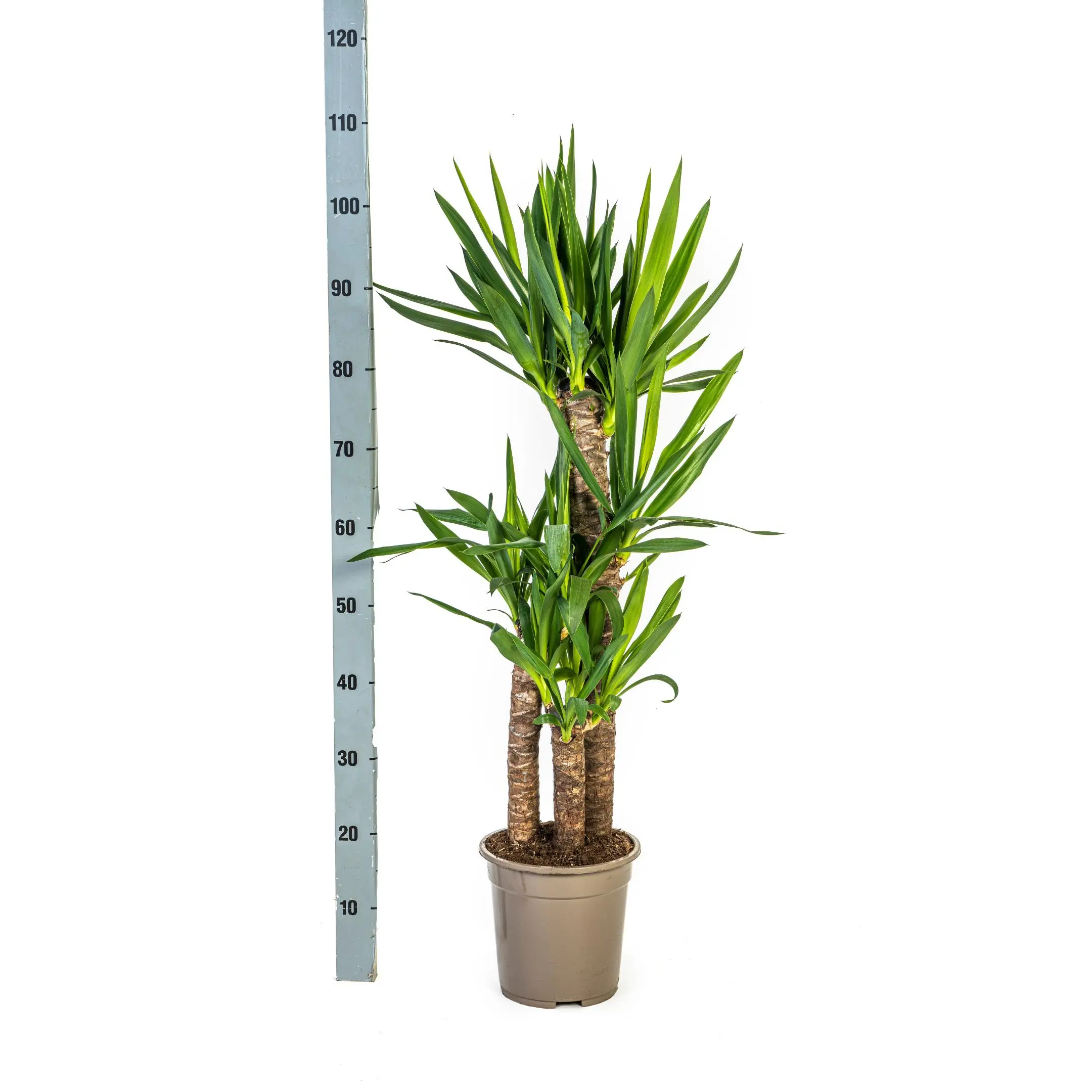 Yucca Elephantipes Ø21cm - ↨90 - 110cm 4 Yucca Elephantipes Ø21cm - H90 - 110cm