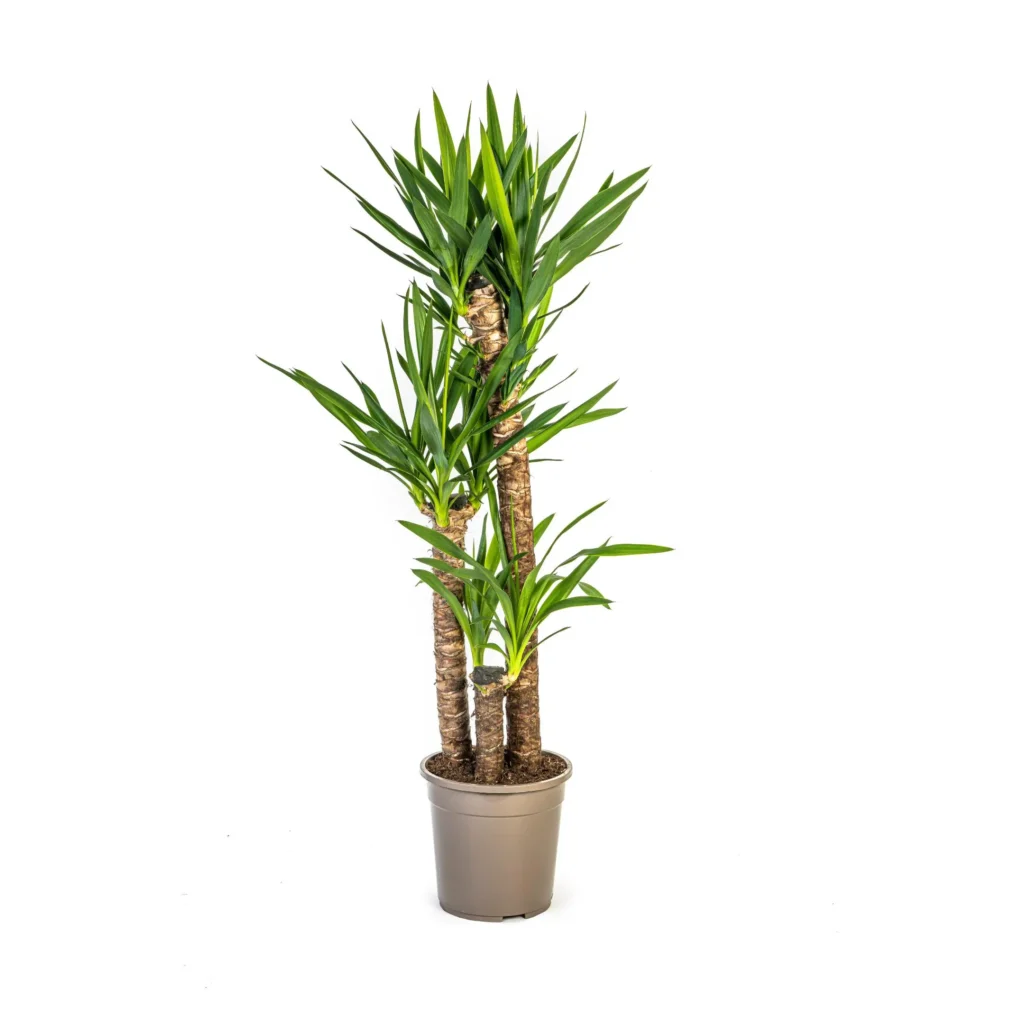 Yucca Elephantipes Ø24cm - H120 - 140cm