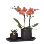 Pflanzenset Urban Nature Small | Orange Phalaenopsis Orchidee Bolzano und Sukkulente inkl. Keramik-Zierpflanzgefäße auf schwarzem Tablett