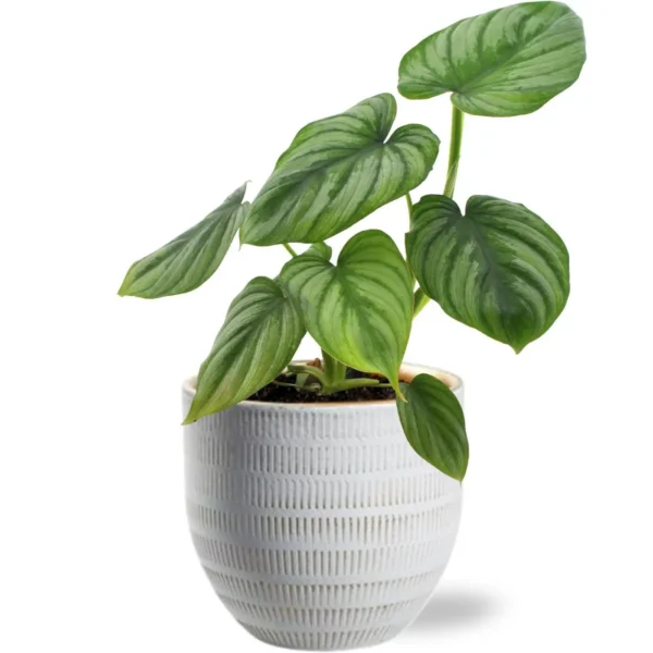 Philodendron Mamei - Ø12cm - H25cm + Beau Pot D14x13cm - Weiß
