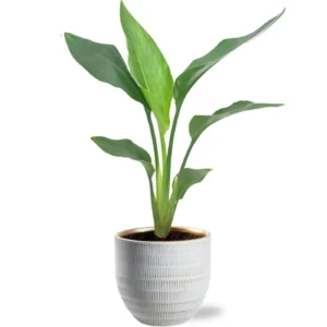 Strelitzia Reginea - Ø12cm - ↨40cm + Beau Pot D14x13cm - Weiß