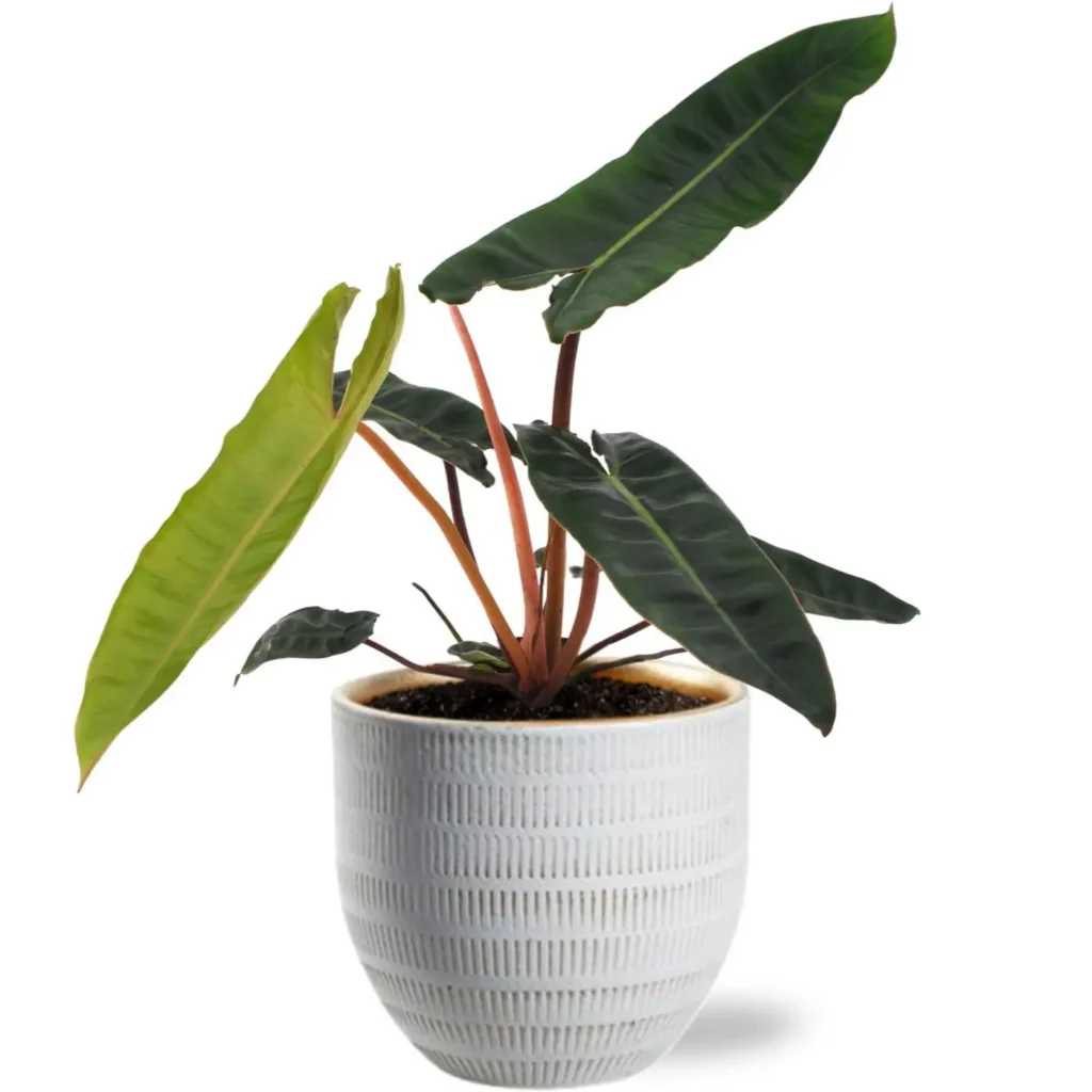 Philodendron Billietiae - Ø12cm - H25cm + Beau Pot D14x13cm - Weiß