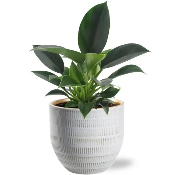 Philodendron Green Princess - Ø12cm - H25cm + Beau Pot D14x13cm - Weiß