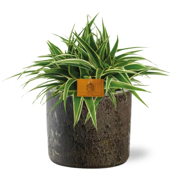 Chlorophytum Ocean - Ø15cm - H25cm + Maas Pot D16x14cm - Braun