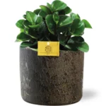 Peperomia Burning Bush - Ø15cm - ↨25cm + Maas Pot D16x14cm - Braun