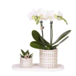 Pflanzenset Le Chic Small | Weiße Phalaenopsis Orchidee Amabilis & Sukkulente inkl. Keramiktöpfe auf cremefarbenem organischen Tablett