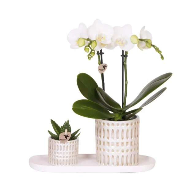 Pflanzenset Le Chic Small | Weiße Phalaenopsis Orchidee Amabilis & Sukkulente inkl. Keramiktöpfe auf cremefarbenem organischen Tablett