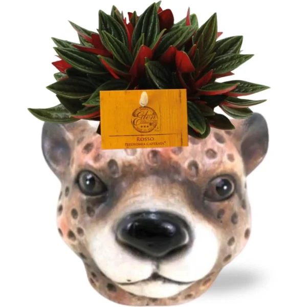 Peperomia Caperata Rosso - Ø11cm - H15cm + Planter Luipaard D12x9