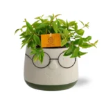 Peperomia Ang. Rocca Vivace - Ø11cm - ↨15cm + Pot Bril D12x9cm - Grün