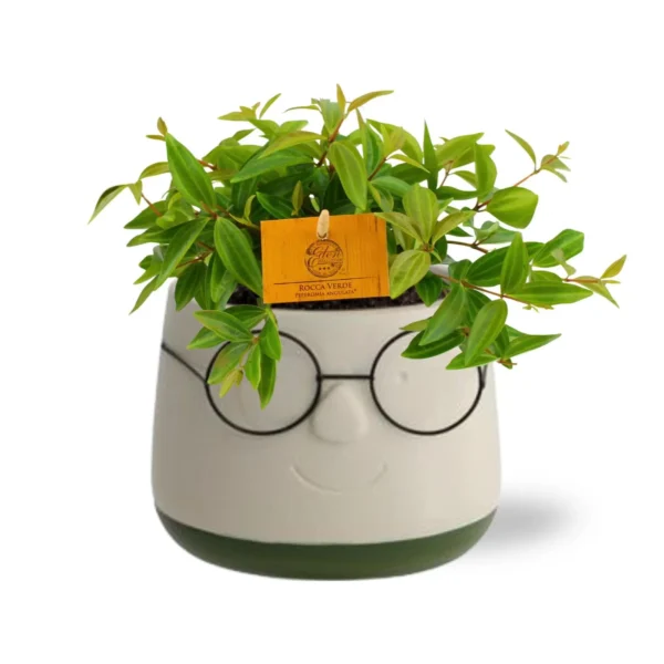 Peperomia Ang. Rocca Vivace - Ø11cm - H15cm + Pot Bril D12x9cm - Grün