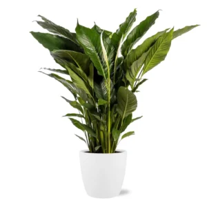 Spathiphyllum Sweet Sebastiano - Ø24cm - ↨110cm + Pot Brussels D25x23cm - Weiß