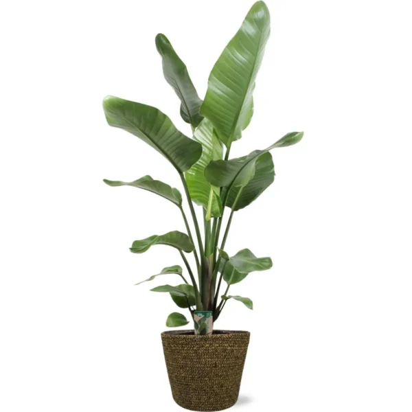 Strelitzia Nicolai - Ø21cm - H100cm + Selin Pot D22x19cm - Schwarz