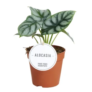 Pfeilblatt Alocasia Silver Dragon - Ø12cm - ↨25cm