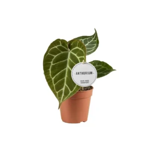 Flamingoblume Anthurium Crystallinum - Ø12cm - ↨20cm