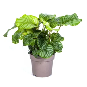 Calathea Orbifolia Ø27cm - ↨70 - 90cm