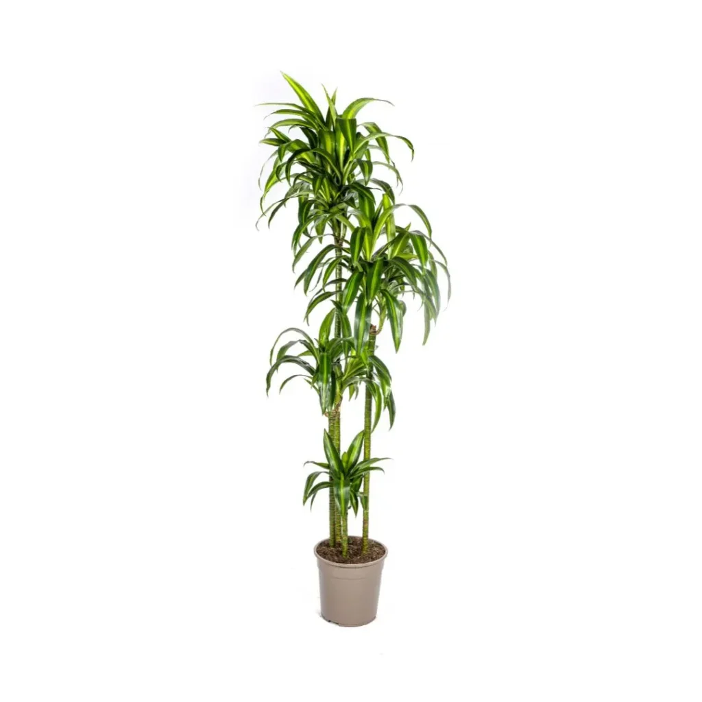 Drachenbaum Dracaena Deremensis Hawaiian Sunshine Ø27cm - H170 - 190cm