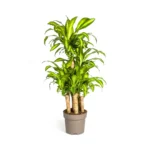 Drachenbaum Dracaena Fragrans Massangeana Karussell Ø30cm - ↨130 - 150cm