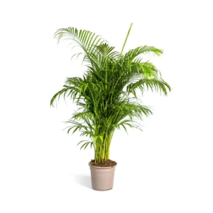 Goldfruchtpalme Dypsis Areca lutescens Ø27cm - ↨150 - 170cm