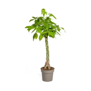 Pachira Aquatica Ø27cm - ↨130 - 150cm