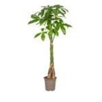 Pachira Aquatica Ø24cm - ↨120 - 140cm