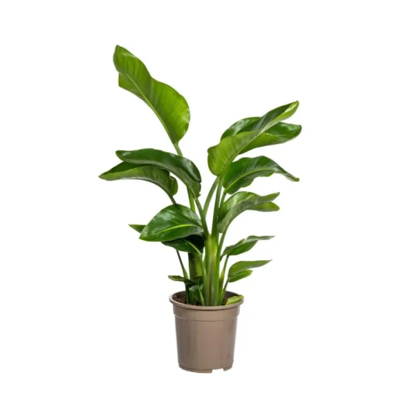 Strelitzia Nicolai Ø21cm - H90 - 110cm