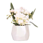 Weiße Orchidee 'Nazaré' + Pearl Dekotopf Travertine - Topfgröße Ø9cm