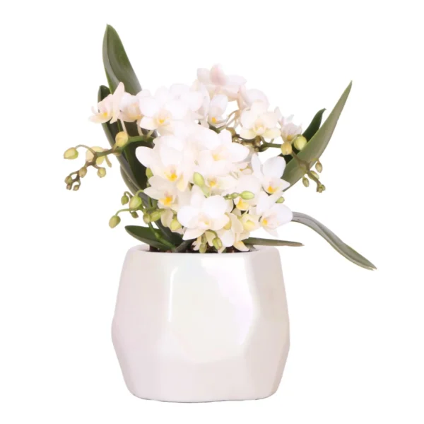 Weiße Orchidee 'Nazaré' + Pearl Dekotopf Travertine - Topfgröße Ø9cm